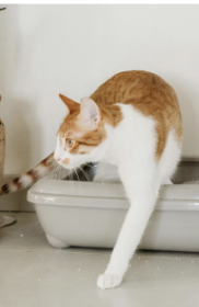 Litter Dust Shown to Cause Increased Cases of Asthma in Cats